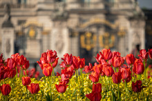 Telephoto Shot Of Flowers In Front Of Buckingham Palace,