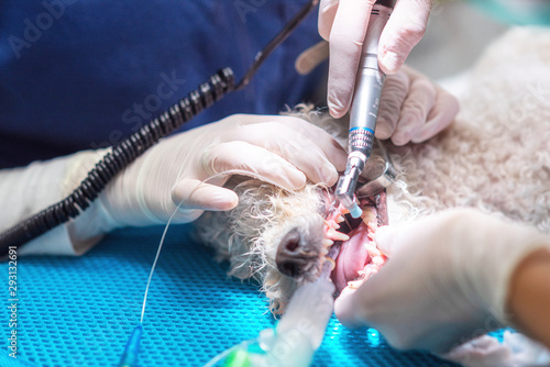 Fototapeta na szkło Stomatologia weterynaryjna. Dentysta chirurg weterynarii leczy i usuwa zęby psa w znieczuleniu na stole operacyjnym w klinice weterynaryjnej. Sanitacja jamy ustnej u psów z bliska