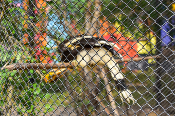 Wall Mural - Chai nat Thailand December 26 2019 see birds at Chai NAT Bird Park is a place of chainat province. Bird cage is the biggest in Asia, covering an area of 26 hectares and contains various species birds.