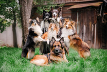 Group Of Dogs Together. Six Dogs Are Sitting On The Grass. German Shepherd. Border Collie. Sheltie (Shetland Sheepdog)