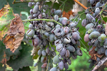 Bunches Of Grapes Affected By Powdery Mildew Or Oidium With Yellow Leaves. Rotten Grapes Affected By Fungal Disease. Diseases Of Grapes In A Summer Cottage.