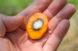 Oil palm seed, kernel oil, exposed endosperm, mesocarp and endocarp.