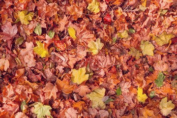 Wall Mural - Autumn.