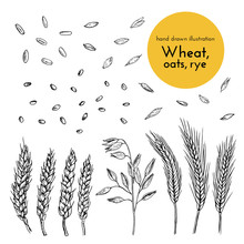 Set Of Hand Drawn Illustrations Of Wheat, Oats, Rye. Sketches For The Design Of Cafes, Restaurants, Food Packages. Bread Collection