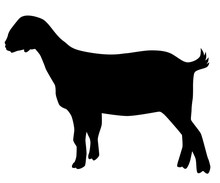 Vector Of A Black Goat