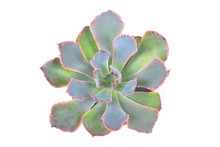 Succulent Or Cactus Isolate On White Background