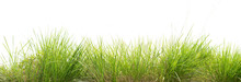 Green Grass Isolate On White Background