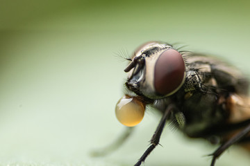the thirsty housefly