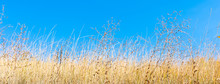 Field Of Dry Yellow Grass Close-up And Blue Sky In The Background, Copy Space