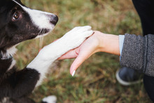 The Dog Gives A Paw. Border Collie Puppy Gives Five
