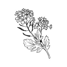 Barbarea Vulgaris Blossom Freehand Vector Illustration. Blooming Summer Honey Plant Black And White Outline. Bittercress, Yellow Rocket Flowers Engraved Drawing. Poster Design Element