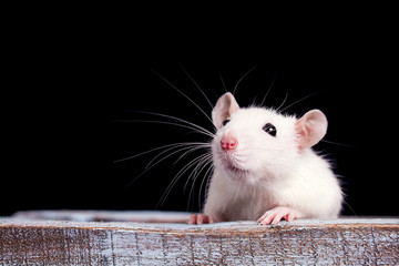 white rat on a  wooden table on a black background, place for your text, the symbol of the Chinese New Year