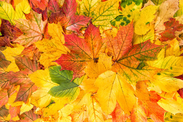 Canvas Print - maple leaves autumn red yellow background