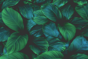 leaves of spathiphyllum cannifolium, abstract green texture, nature background, tropical leaf