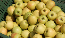 Many Yellow Ripe Apples For Sale