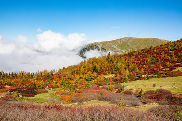 Sticker - yellow and red  colors of autumn