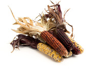 Colorful Thanksgiving Dried Indian Corn Isolated On White