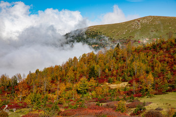 Sticker - yellow and red  colors of autumn