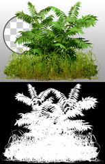 Wall Mural - mix of wild grass and fern plants isolated on transparent background via an alpha channel of great p