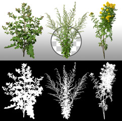 Wall Mural - mix of flower and wild plants isolated on transparent background. thistle and yellow flowers. high q