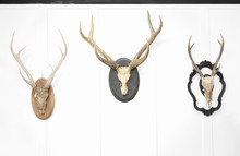 Deer Head On The Wall. Taxidermy Animal Of A Deer Head And Vintage Frame On The White Wooden Wall. Vintage Style.