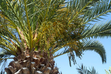 Palm Tree With Unripe Dates 