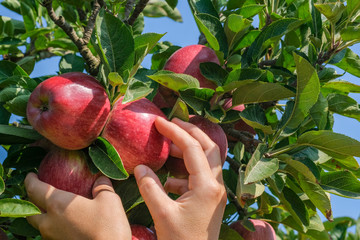 Wall Mural - View on white female hands take fresh, ripe, red apples from an apple tree. Traditional collecting handmade organic fruit. Apples Red Delicious ripened on a tree. Harvesting fruits in Spain.