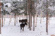 Reindeer on a background of white snow and birches