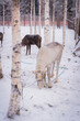 Reindeer on a background of white snow and birches