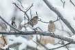 © ArtSvitlyna - Natural background with many small funny birds sparrows and Chicks sitting on a branch in a winter garden