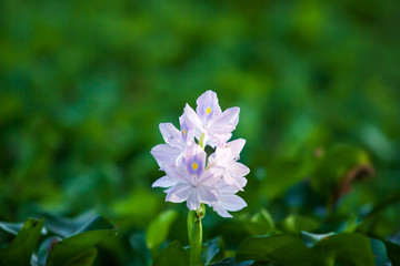 Wall Mural - Blooming purple flower in the morning light.