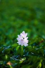 Wall Mural - Blooming purple flower in the morning light.