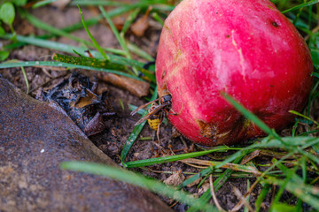 red apples on wet green grass in garden