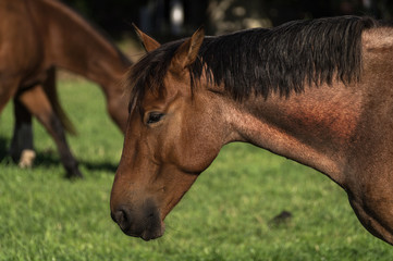  Beautiful close up portrait of a horse head.
