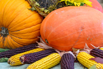 Close-up of two orange pumpkins. Autumn decoration with colored corn.