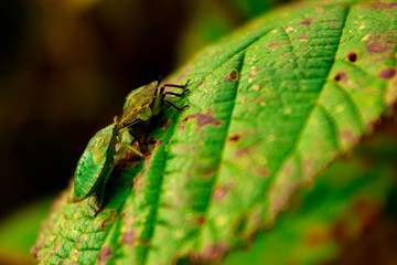 2 insects on a leaf