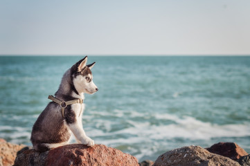  Husky puppy on the bank of the azure sea