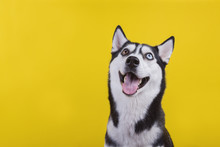 Smiling Bi-eyed Husky Dog In Studio On The Yellow Background, Concept Of Dog Emotions