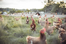 A Huge Flock Of Brown Chickens Roam Freely In A Lush Green Paddock