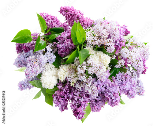 Fresh lilac flowers