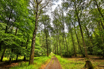 forest path in a summer forest