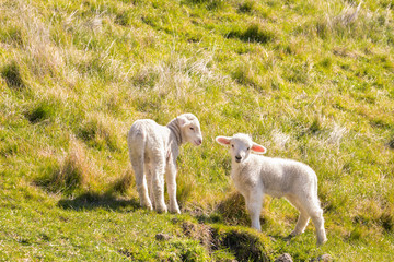 Wall Mural - two playful newborn lambs standing on grassy meadow