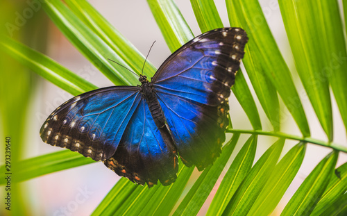 Fotomural Blue Morpho, Morpho Peleides, Morfa Peleida, Big Butterfly Sitting on Green Leav