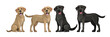 Gold yellow labrador retriever and black labrador retriever. Standing and sitting labradors isolated on white. Young and friendly dogs.