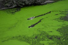 Two Ducks Swimming In Bright Green Algae Water