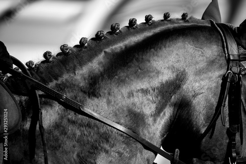 Fotomural tressage de crinière de cheval