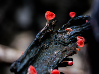 Wall Mural - Take a picture of a cute mushroom in the forest.