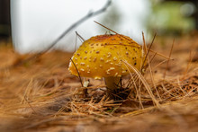 Jeweled Amanita Mushroom Landscape