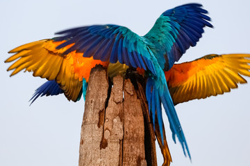 Wall Mural - Two Blue-and-yellow macaw spreading wings, front and back, on a palm tree stump, Amazonia, San Jose do Rio Claro, Mato Grosso, Brazil