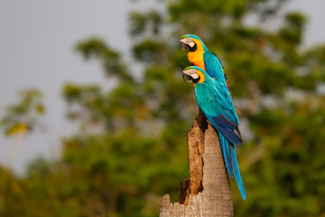 Wall Mural - Two Blue-and-yellow macaw perching together on a palm tree stump ,looking to the left, side view, against green defocused natural background, Amazonia, San Jose do Rio Claro, Mato Grosso, Brazil